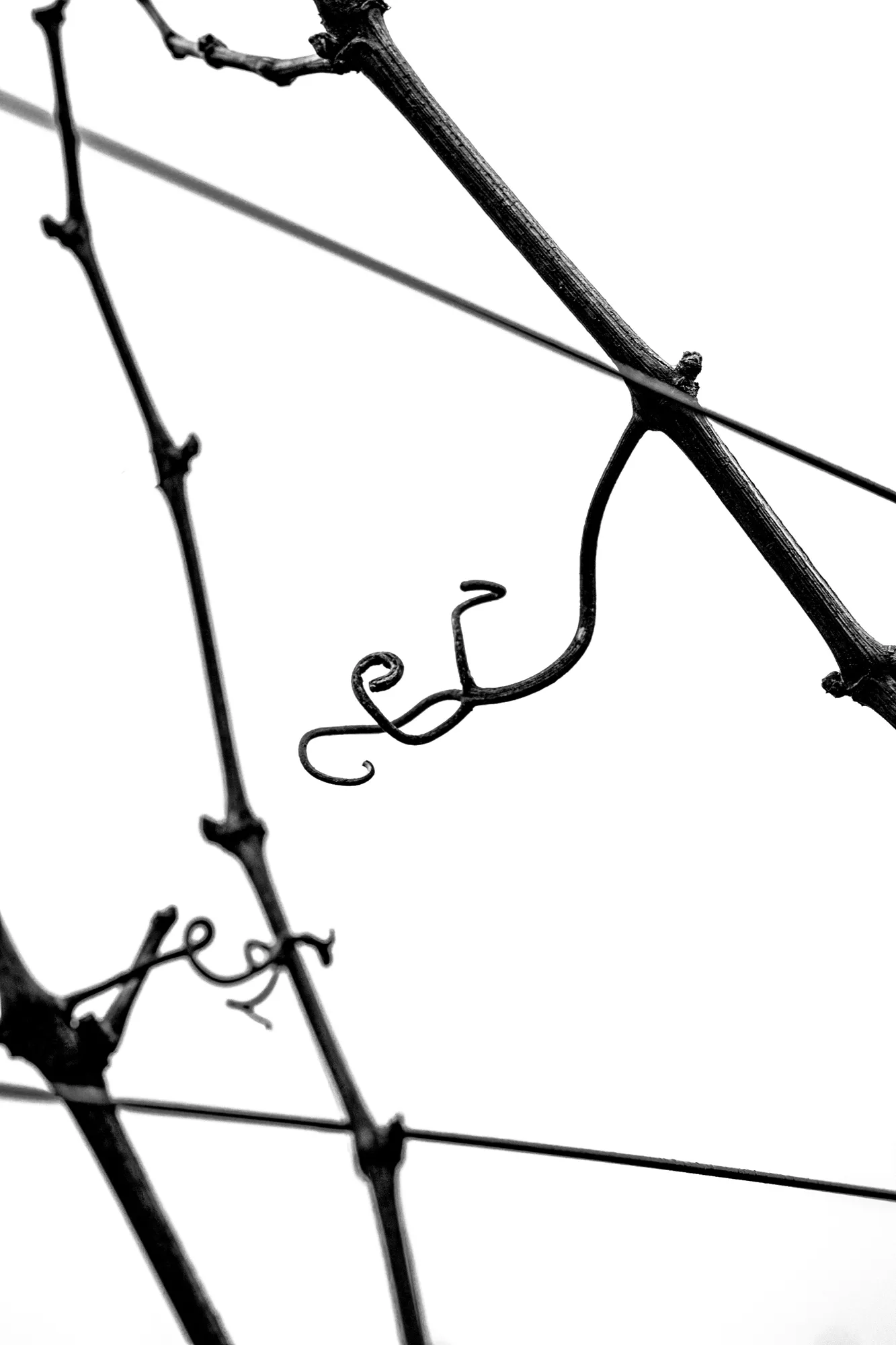 Bare winter grapevine canes strung along trellis wires against a blank white sky, a single tendril curling loose in the middle of the frame, in black and white